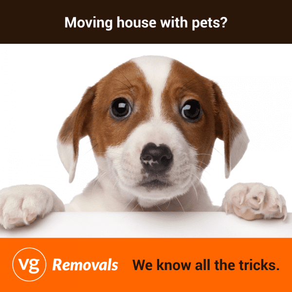 VG Removals moving house with pets